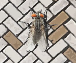 Jaquette de A Fly in the Array